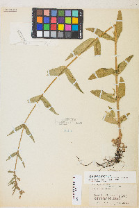 Epilobium ciliatum subsp. glandulosum image