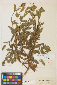 Epilobium ciliatum subsp. watsonii image