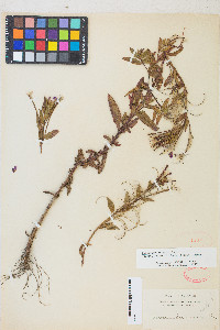 Epilobium ciliatum subsp. watsonii image