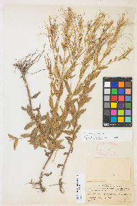 Epilobium ciliatum var. ciliatum image