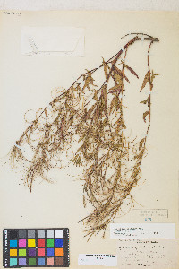 Epilobium ciliatum var. ciliatum image