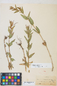 Epilobium ciliatum var. ciliatum image