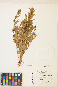 Epilobium ciliatum var. ciliatum image