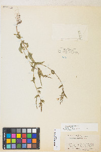 Epilobium ciliatum var. ciliatum image