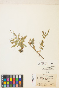 Epilobium ciliatum var. ciliatum image