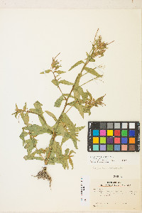 Epilobium ciliatum var. ciliatum image