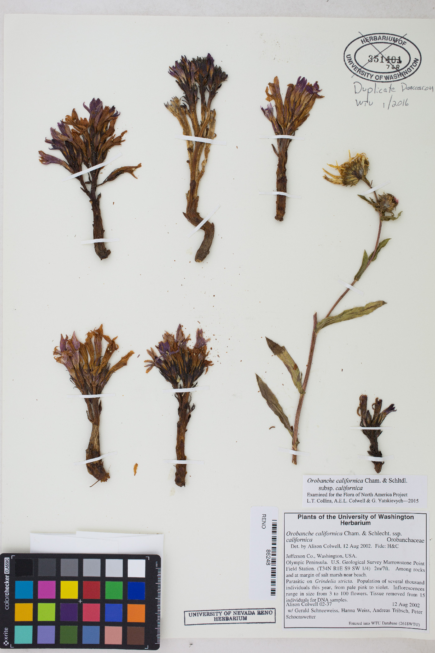 Aphyllon californicum subsp. californicum image