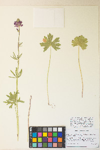 Sidalcea oregana var. spicata image