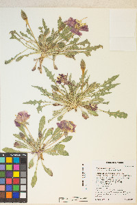 Oenothera cespitosa image