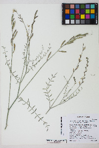 Astragalus remotus image