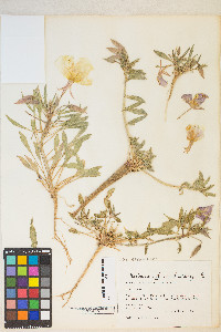 Oenothera deltoides subsp. ambigua image