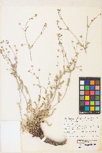 Potentilla basaltica image