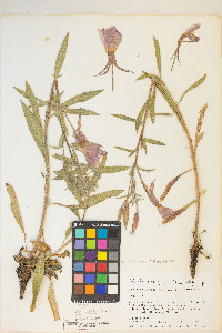 Oenothera elata subsp. hirsutissima image