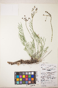 Peucedanum graveolens image