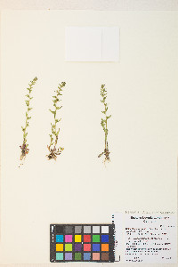 Veronica peregrina subsp. xalapensis image