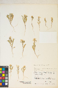 Eremothera boothii var. alyssoides image