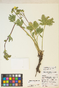 Potentilla gracilis image