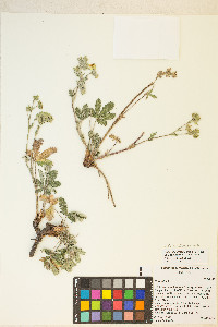 Potentilla pulcherrima image