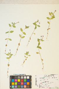 Epilobium glaberrimum var. fastigiatum image