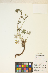 Potentilla pulcherrima image