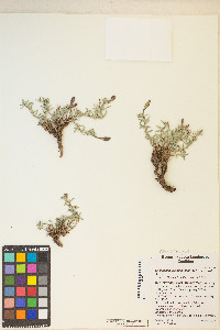 Calylophus lavandulifolius image