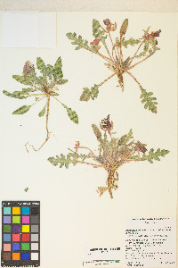 Oenothera primiveris image