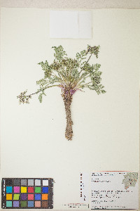 Lomatium macrocarpum image