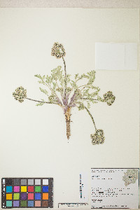 Lomatium macrocarpum image