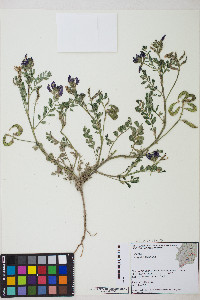 Astragalus iodanthus var. iodanthus image