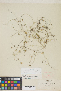 Neogaerrhinum filipes image