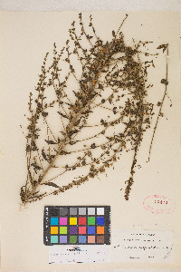 Sairocarpus vexillocalyculatus subsp. vexillocalyculatus image