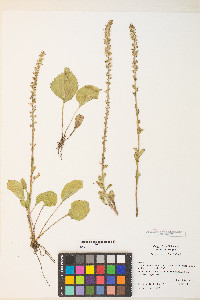 Synthyris rubra image
