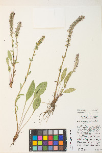 Veronica wyomingensis image