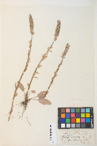 Veronica wyomingensis image