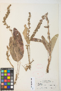 Veronica wyomingensis image