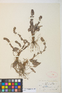 Veronica wyomingensis image