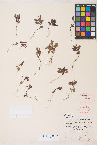 Collinsia parviflora image