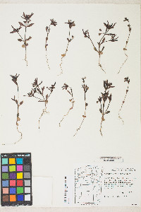 Collinsia parviflora image