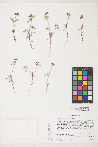 Collinsia parviflora image