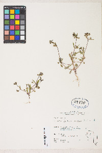 Collinsia parviflora image