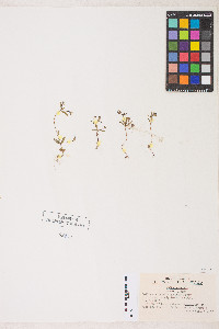 Collinsia parviflora image