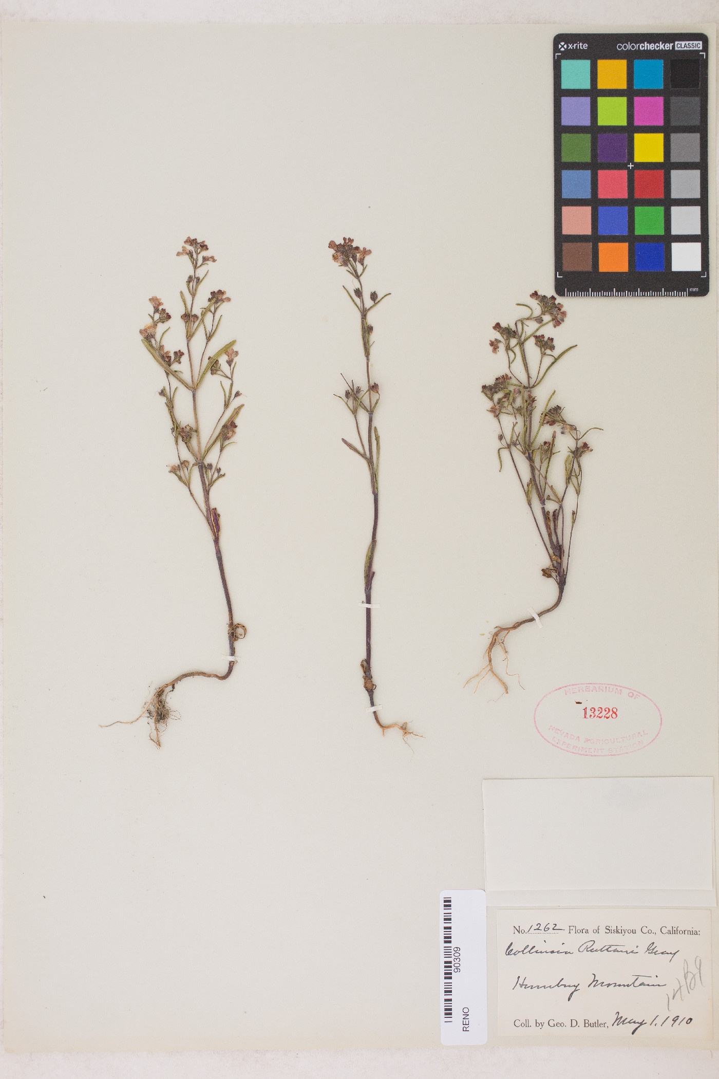 Collinsia rattani image