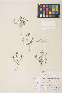 Collinsia torreyi image