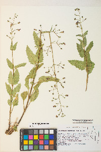 Scrophularia desertorum image