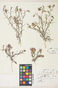 Cordylanthus kingii image