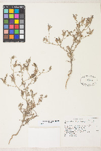 Cordylanthus kingii image