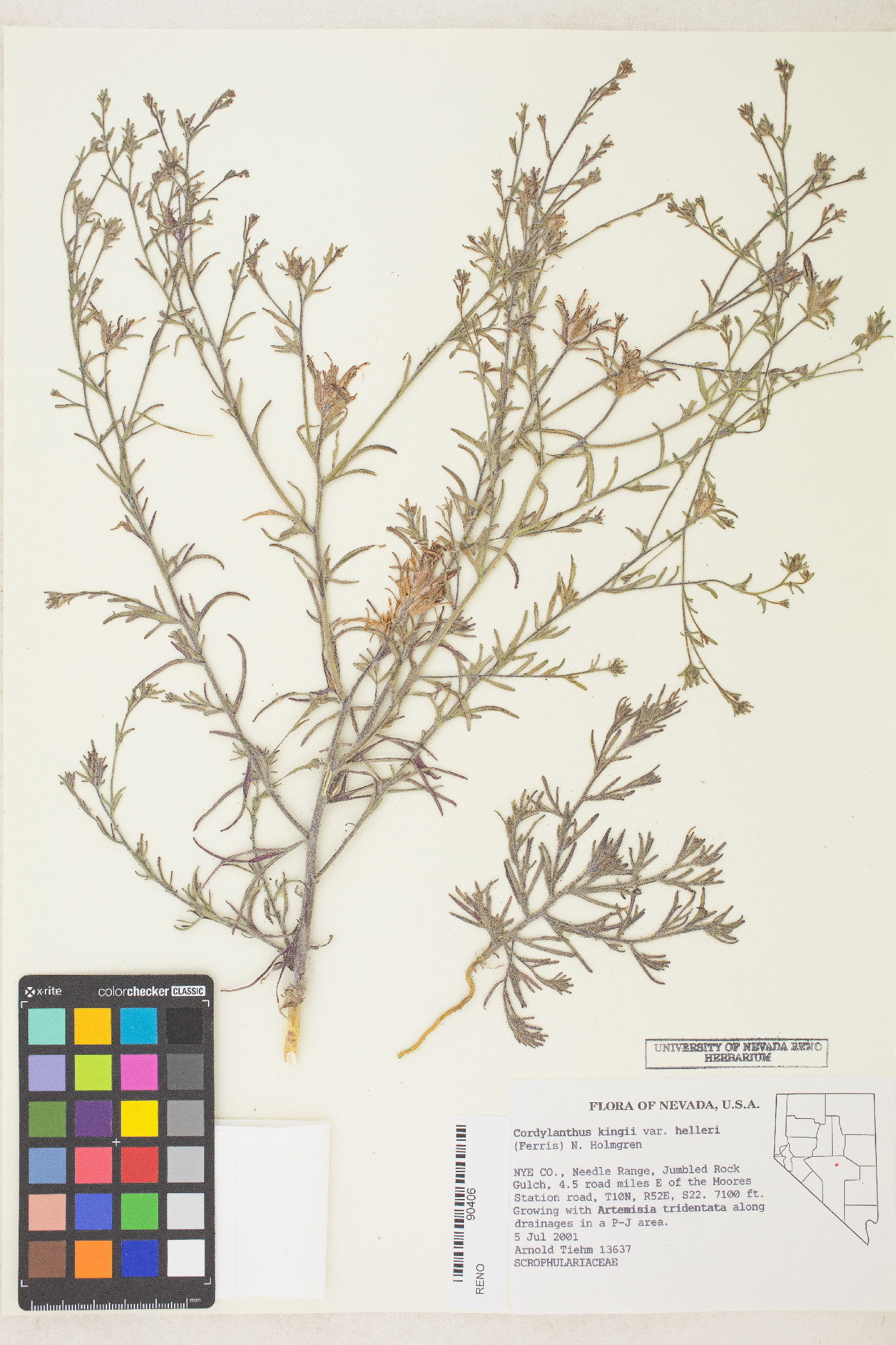 Cordylanthus kingii subsp. helleri image