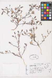 Cordylanthus kingii image