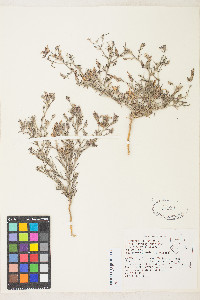 Cordylanthus kingii image