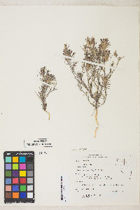 Cordylanthus kingii image